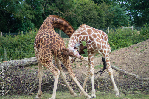 Canvas Print giraffe in zoo