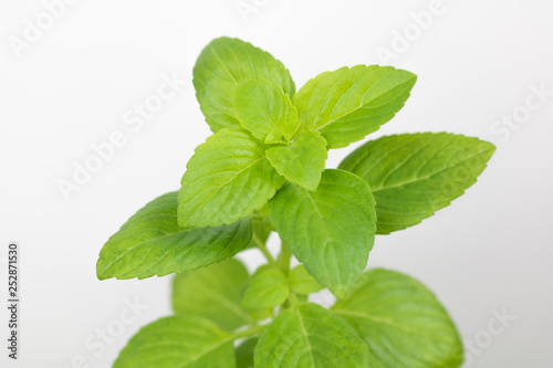 Close up fresh green basil herb leaves.