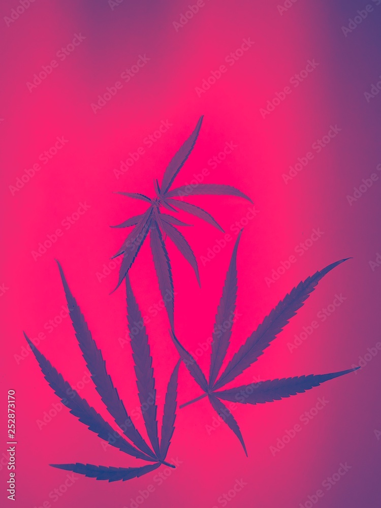 Cannabis leaf, marijuana on Red background.Vintage style.