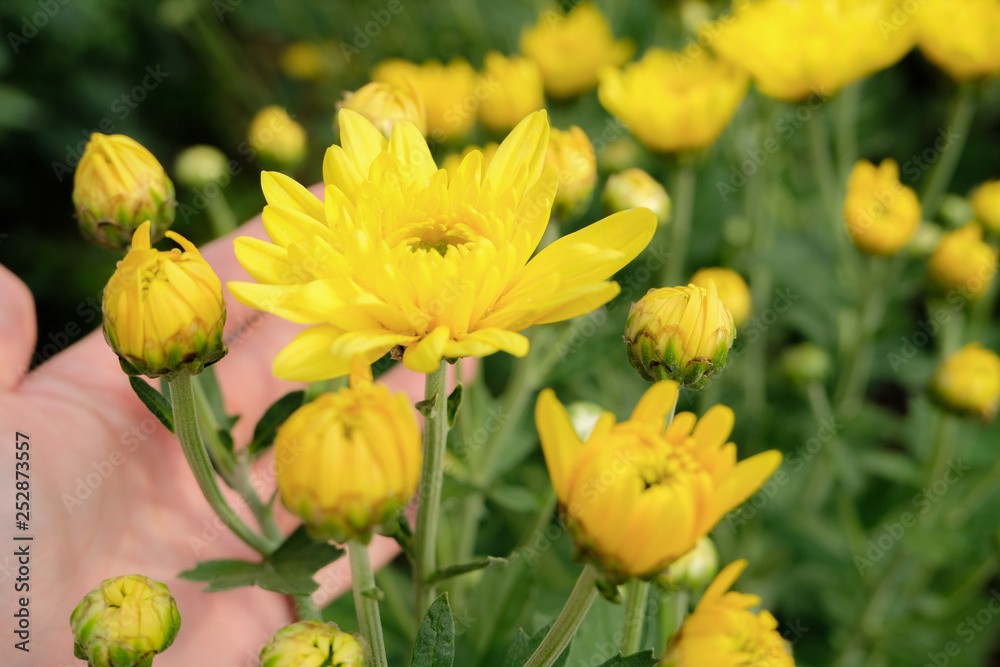 A beautiful yellow Chrysanthemum flower in a hand with garden view background A beautiful yellow Chrysanthemum flower in a hand with garden view background