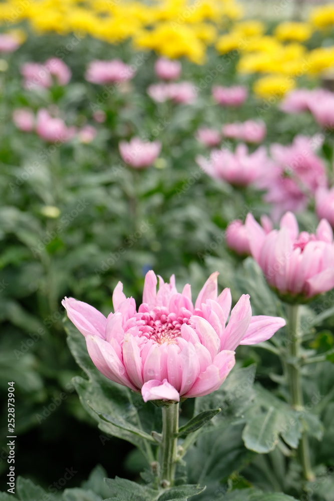 close up pink chrysanthemum flower bloom beautiful, flower in garden, The concept of summer or spring with copy space close up pink chrysanthemum flower bloom beautiful, flower in garden, The concept of summer or spring with copy space