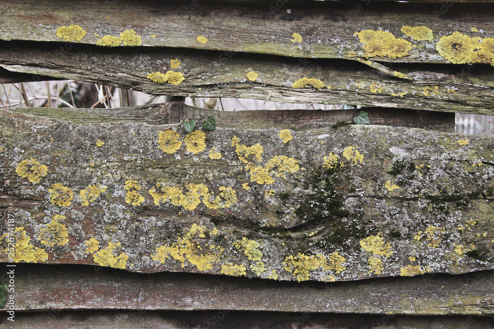 Old wooden fence with lichens