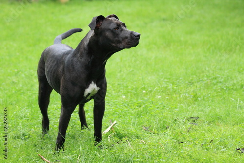 American Staffordshire Terrier