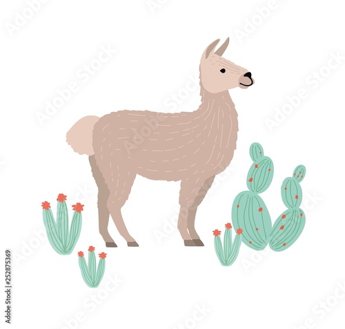 Charming llama, cria or alpaca isolated on white background