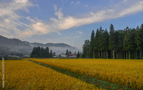 Beautiful rice field in Akita, Japan