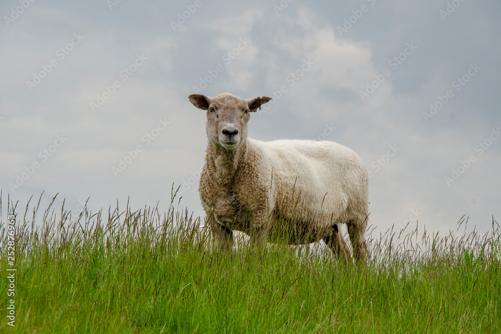 noch ein Schaf