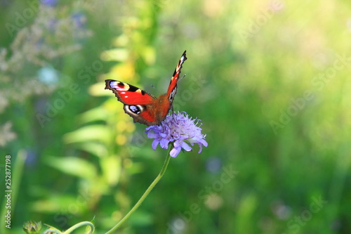 Motyl Rusałka Pawik