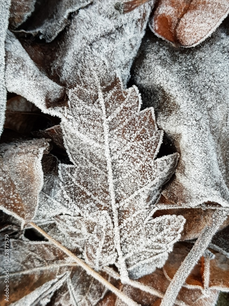 Frost and Frozen LEaves Frost and Frozen LEaves