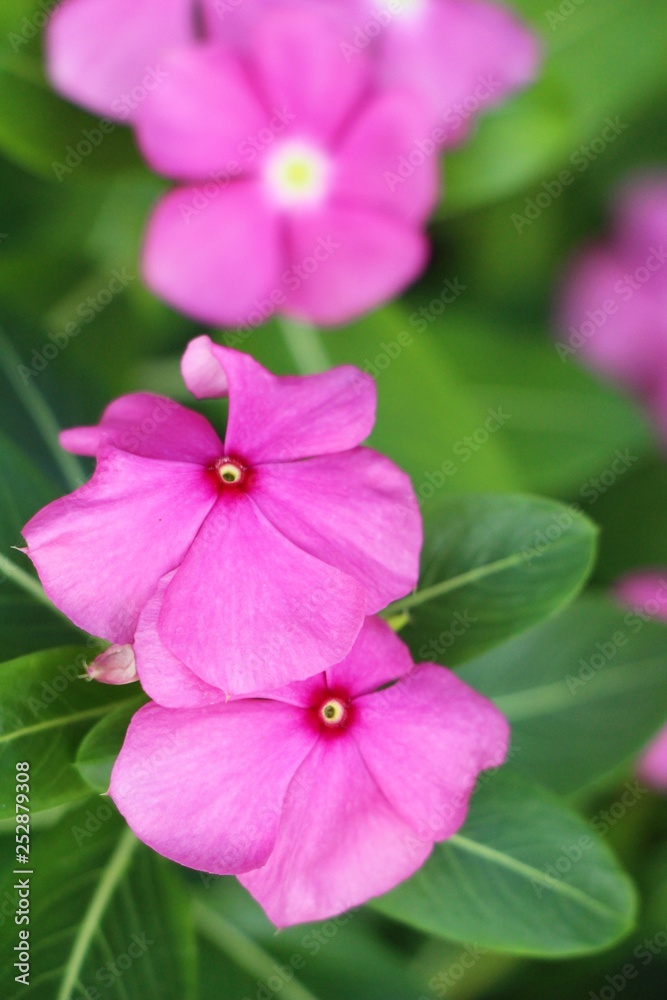 Beautiful bloom colorful flowers in the garden Beautiful bloom colorful flowers in the garden