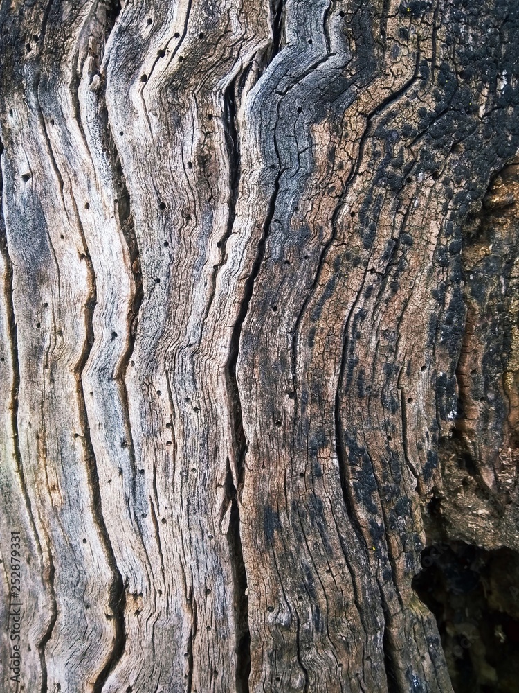 Texture trunk old gray tree close up Texture trunk old gray tree close up