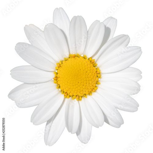 Lovely white Daisy (Marguerite) isolated on white background, including clipping path. Germany © Olaf Simon
