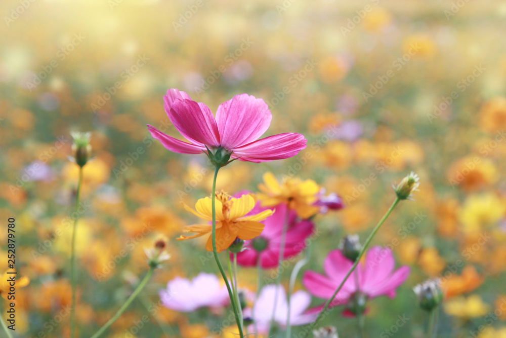 Pink flowers meadow in colourful bokeh background Pink flowers meadow in colourful bokeh background
