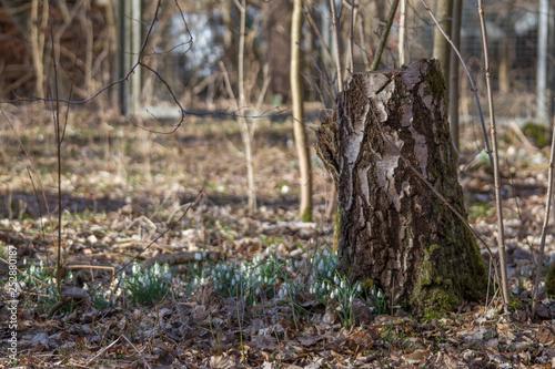 Snowdrops grow between foliage in the forest