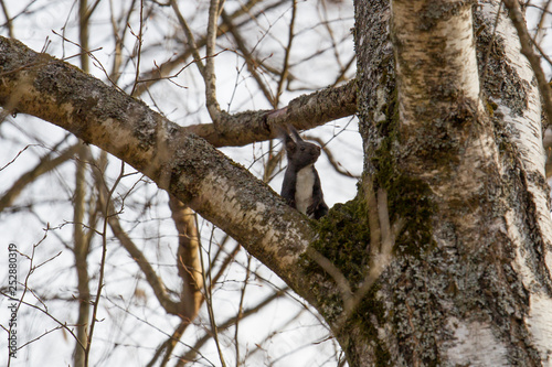 European brown squirrel in winter coat on a branch in the forest