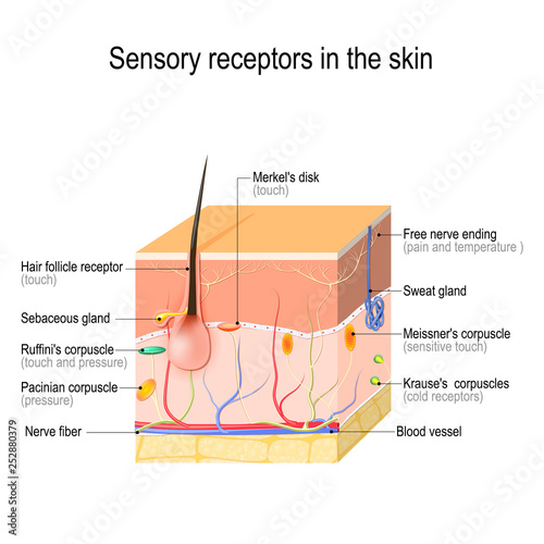 sensory receptors in the skin photo