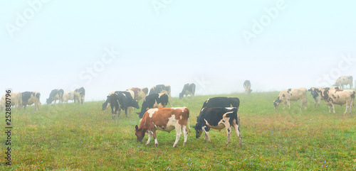 Cows Grazing on a Foggy Morning photo