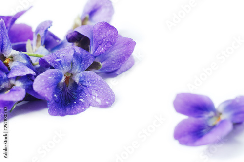 Purple Violet Viola Flower against white background with space for text. © Hanna Aibetova