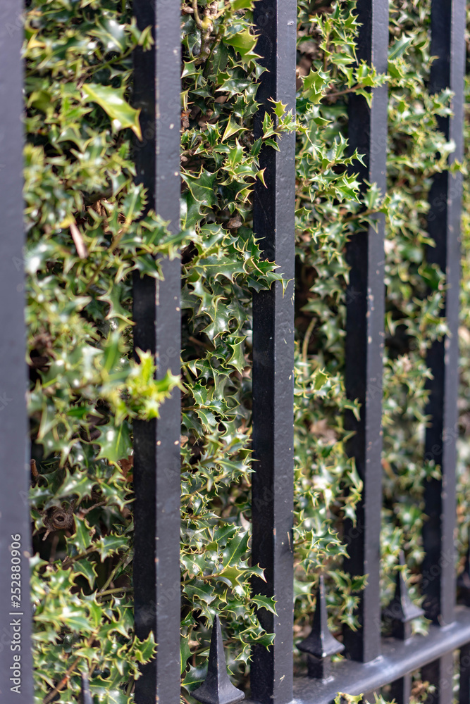 fence with flowers fence with flowers