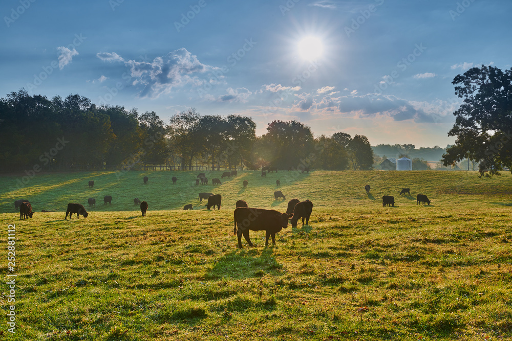 Grazing Cows at Sunrise Grazing Cows at Sunrise