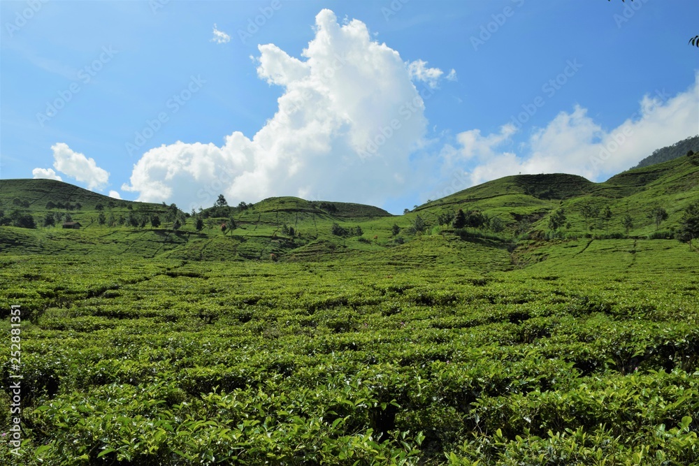Green hill,  tea plantation on the hill 