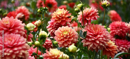 Fotografia, Obraz In a flower bed a considerable quantity of flowers dahlias with petals in various tones of pink color