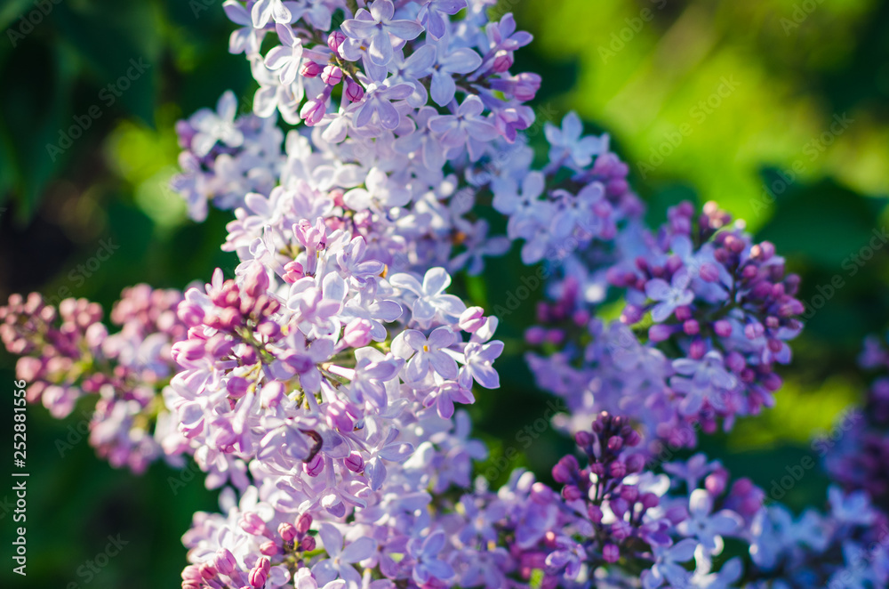 Lilac flowers in spring garden in the sunlight Lilac flowers in spring garden in the sunlight