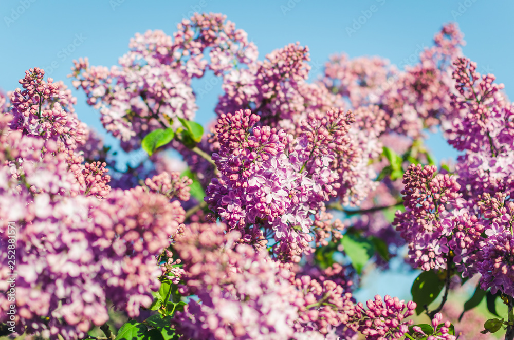 Lilac flowers in spring garden in the sunlight Lilac flowers in spring garden in the sunlight