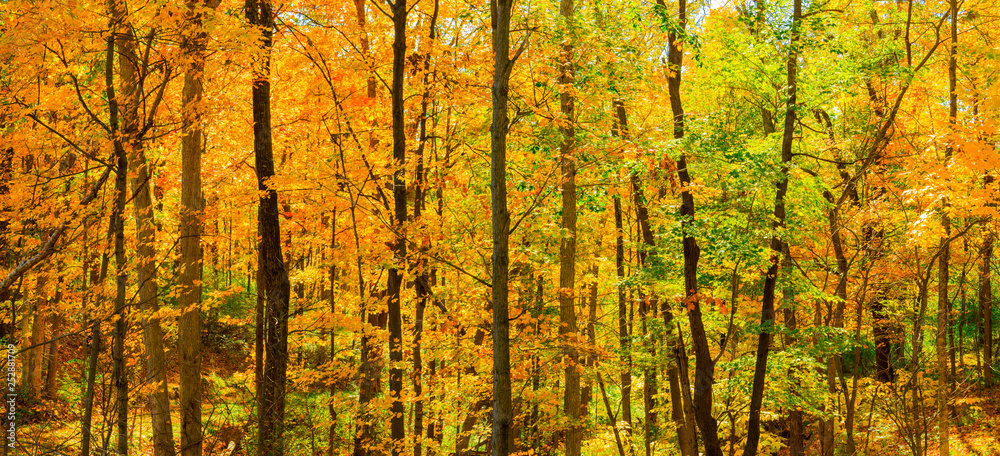 Fall Trees Backlite Fall Trees Backlite