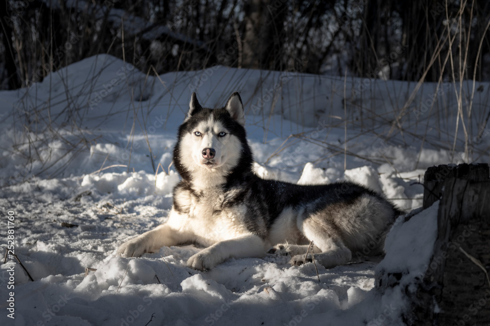 Naklejka premium Siberian Husky dog with blue eyes lie in snow. Winter.