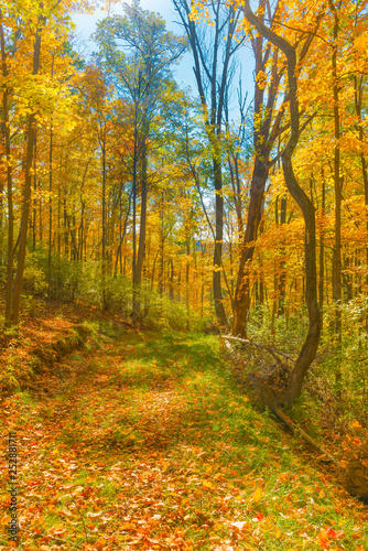 Hiking Trail With Fall Leaves