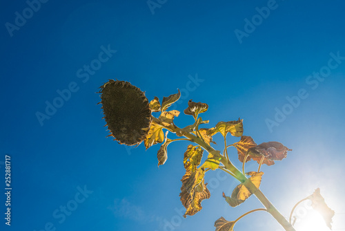 Sunflower with Sunburst photo