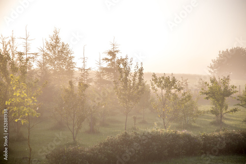 Mist in fruit garden in summer time.