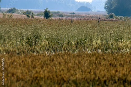 Bird crane in cereal field