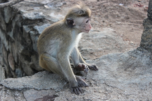 Sri Lanka
