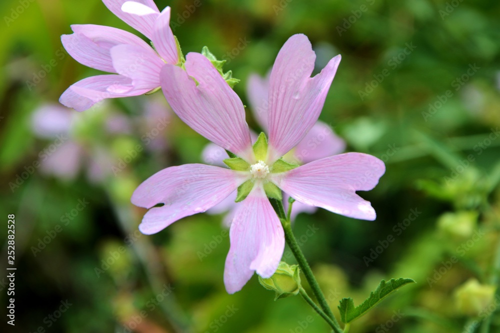 Delicate pink flower lavatera closeup.