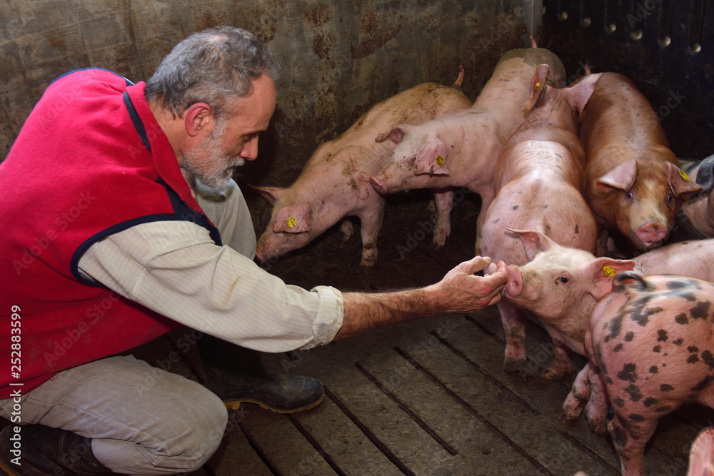 farmer inside a pig farm, petting the pigs farmer inside a pig farm, petting the pigs