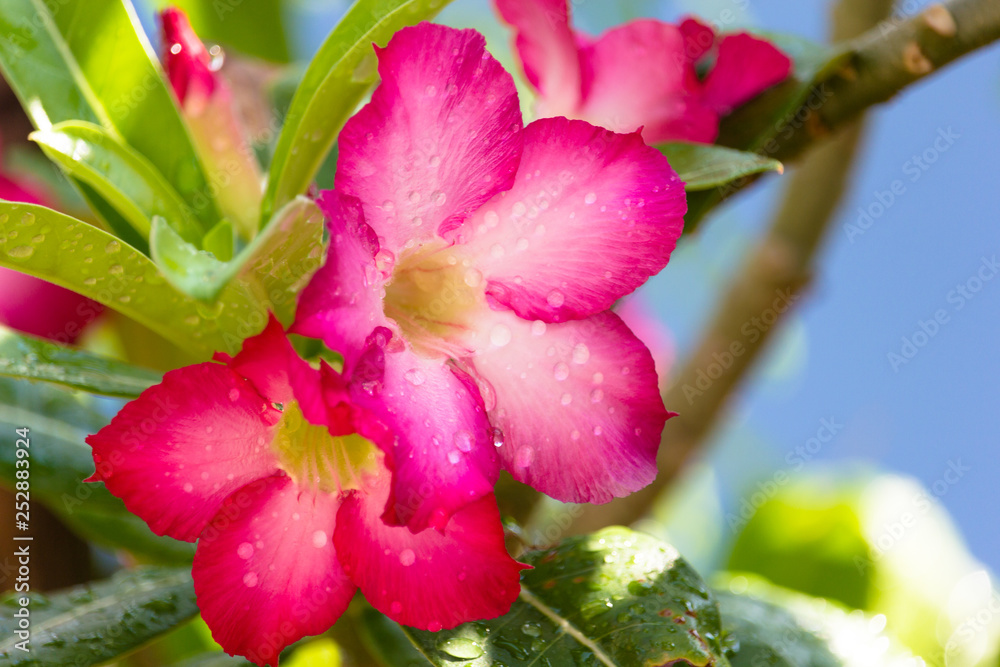 Obraz premium Close-up beautiful pink Adenium obesum is also known as the Desert Rose. It is blooming and there are drops of water on the flowers after rain in garden.