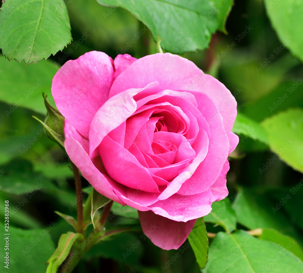 Rose Portraits. Rose Portraits.