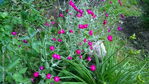 Garden "Igor" village Petelino Moscow region Russia