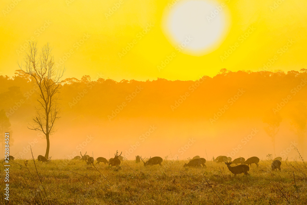 Family Sunset Deer at Thung Kraang Chaiyaphum Province, Thailand Family Sunset Deer at Thung Kraang Chaiyaphum Province, Thailand