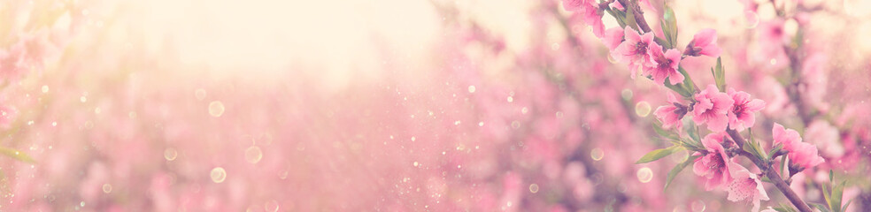 abstract and dreamy banner background of of spring blossoms tree with pink flowers. selective focus. glitter overlay