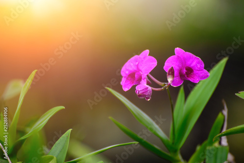 Fototapeta Naklejka Na Ścianę i Meble -  Viollet orchid flower in garden at winter or spring day,copy space,Beautiful orchid flower with natural background.