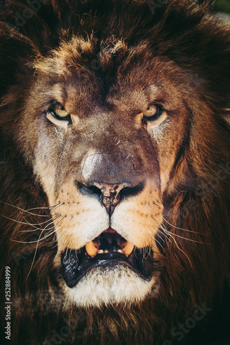 Close up t  te d un lion