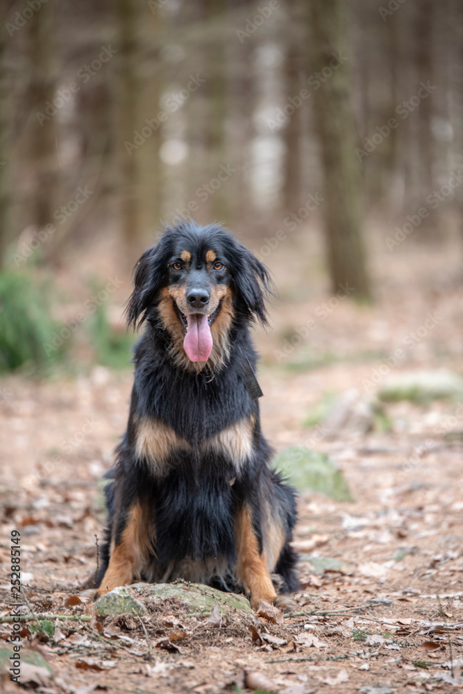 nice dog hovawart guarding breed from germany nice dog hovawart guarding breed from germany