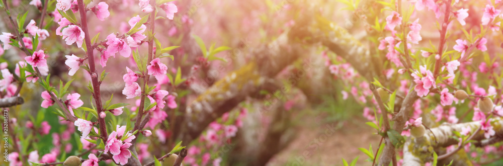 background of spring blossom tree with pink beautiful flowers. selective focus