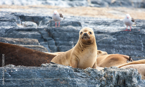sealions resting in Patagoing, Argentina photo