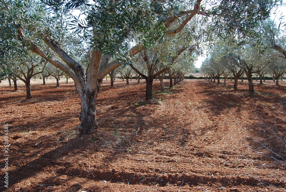 Fototapeta premium Olive Groves in Valencia Spain