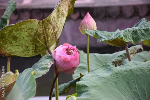 Pink lotus flower