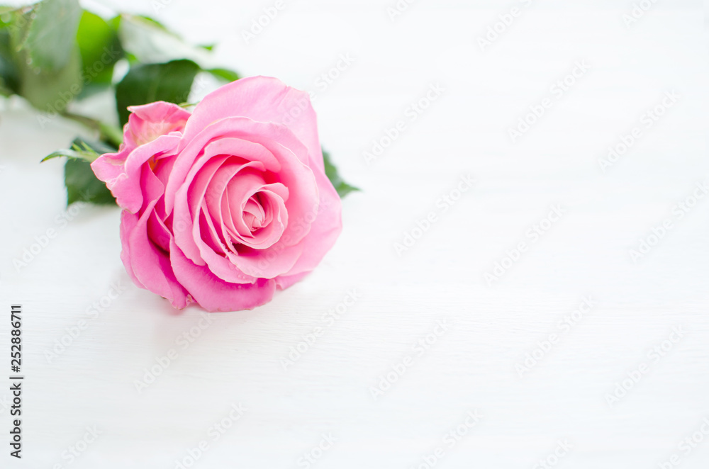 Pink rose over white wooden board. Mother's or Valentine's day concept. Pink rose over white wooden board. Mother's or Valentine's day concept.