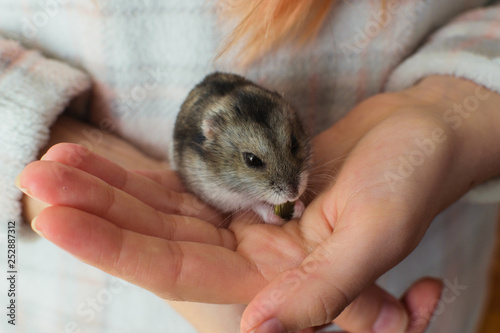 cute hamster in hand eating a pumpkin seed. 